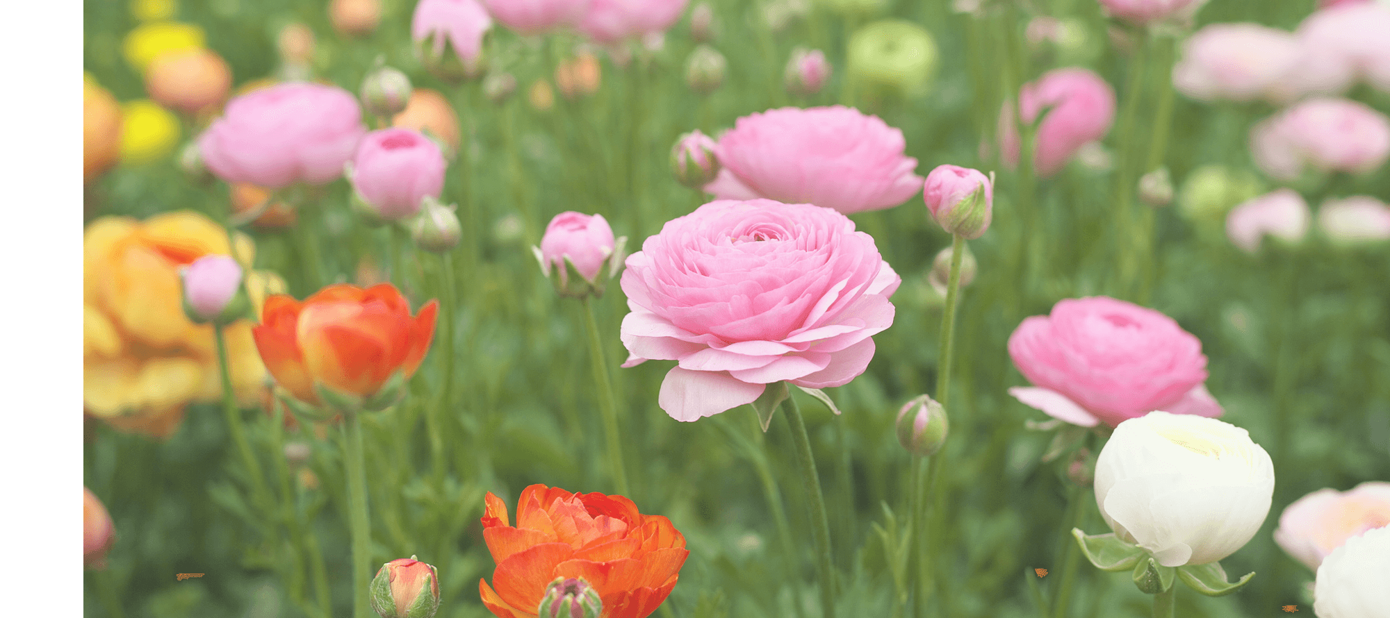 生花のある幸せ