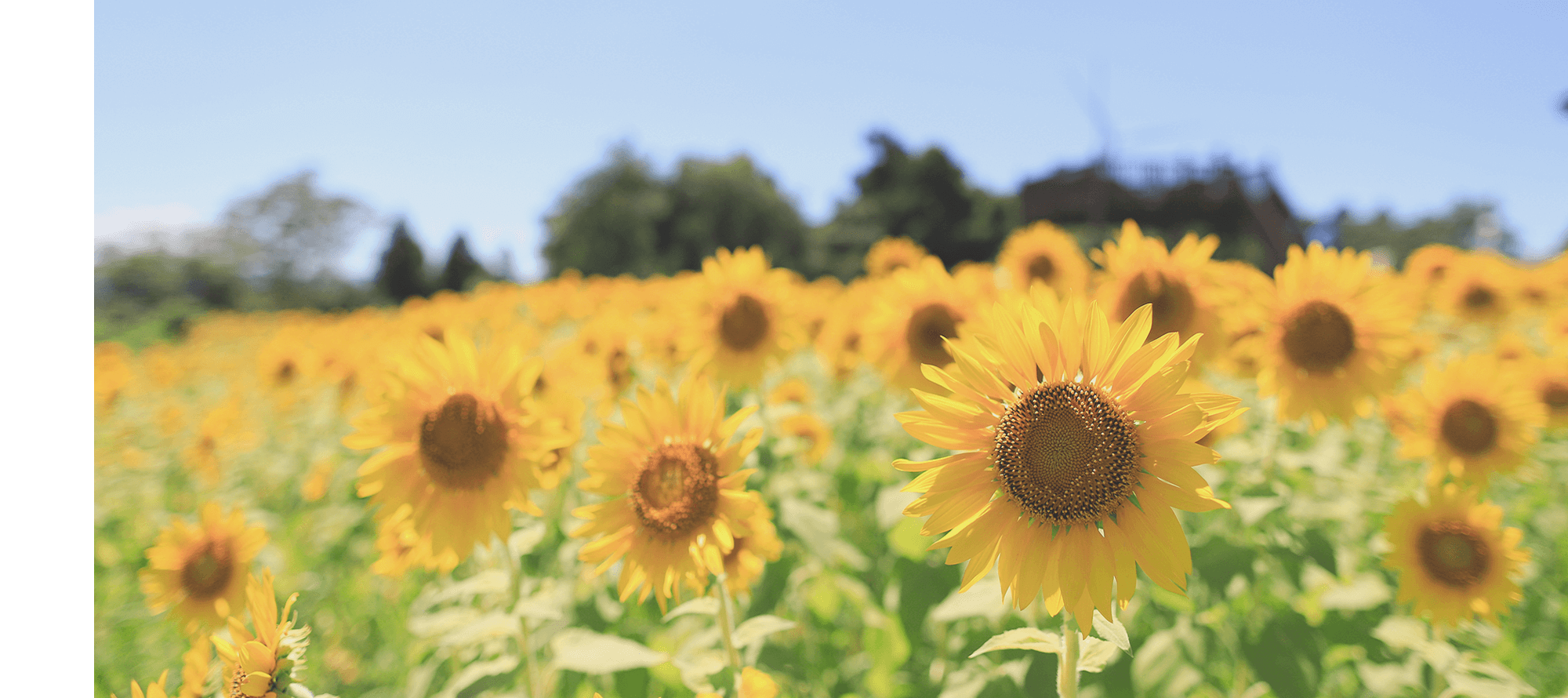 生花のある幸せ